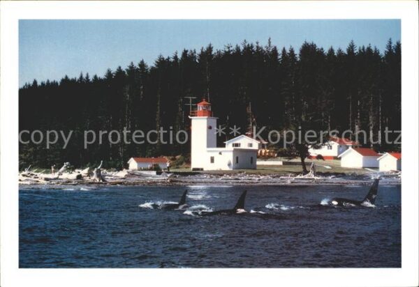 Leuchtturm Lighthouse Pultney Point Malcom Island Schwertwal