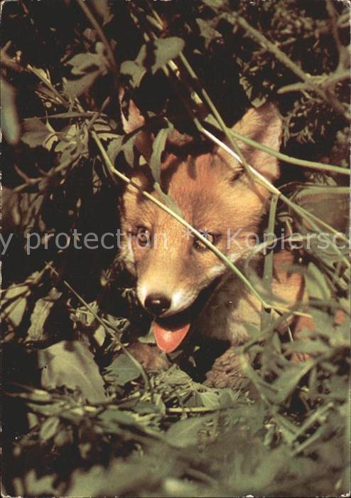 Fuchs Tiere