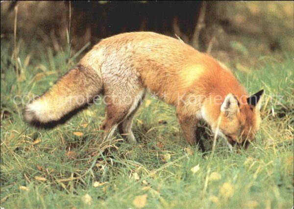 Fuchs Tiere