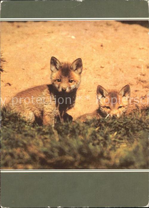 Fuchs Tiere