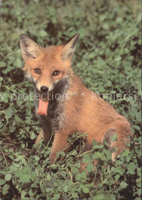 Fuchs Tiere