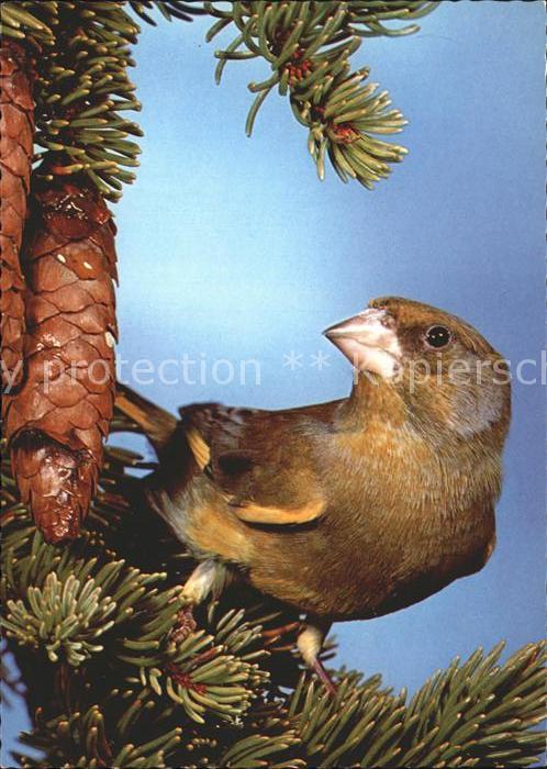 Voegel Grünling Carduelis chloris