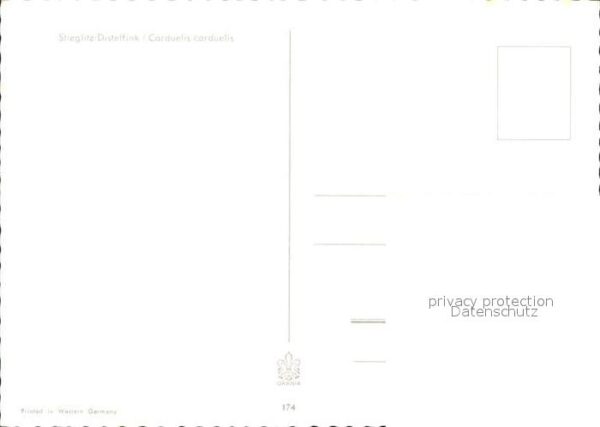 Voegel Stieglitz Distelfink – Bild 2