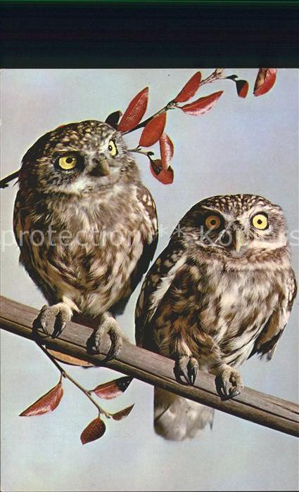 Voegel Athene noctua
