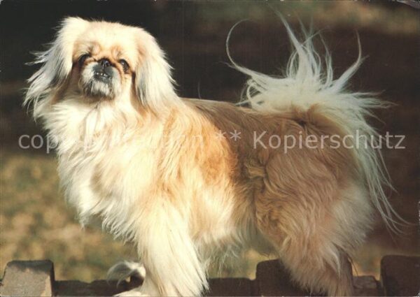 Hunde Pekingese Pekingees