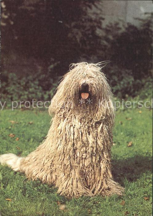Hunde Komondor