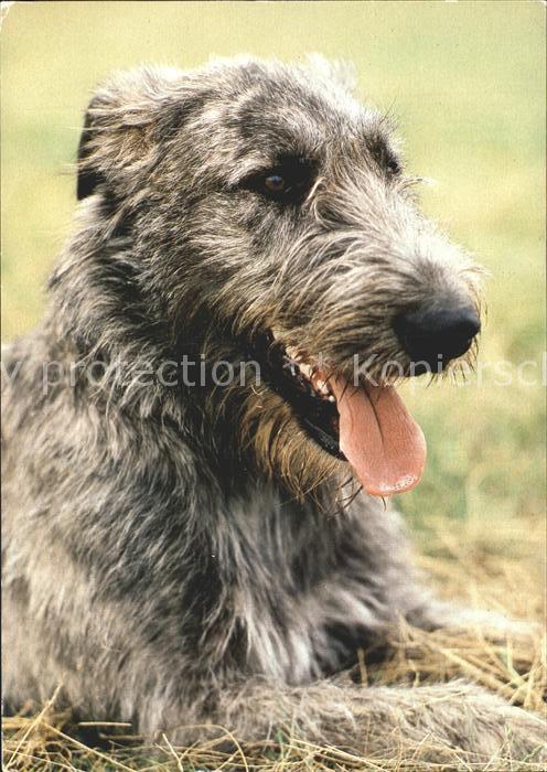 Hunde Irischer Wolfshund