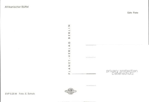 Bueffel Afrikanischer Büffel – Bild 2