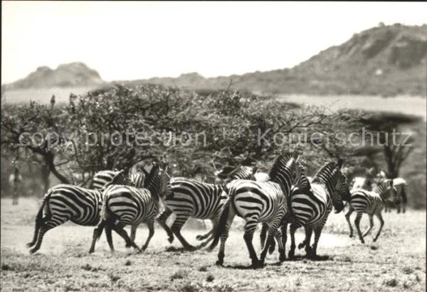 Zebra Böhm-Zebras