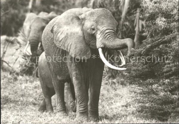 Elefant Afrikanische Steppenelefanten