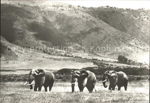 Elefant Afrikanische Steppenelefanten