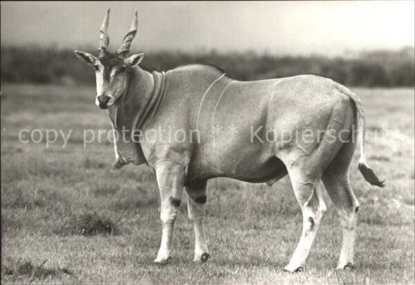 Tiere Elenantilope