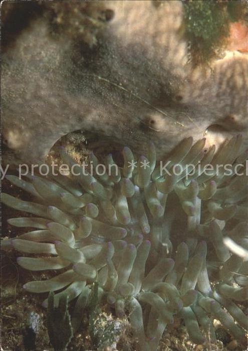 Meerestiere Seeanemone Goldrose Condylactis auranti