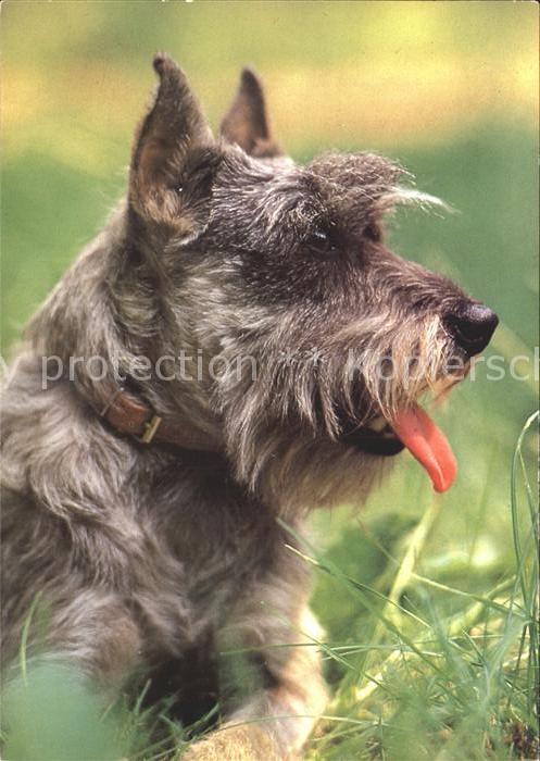 Hunde Mittelschnauzer