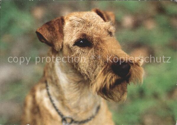 Hunde Irish-Terrier