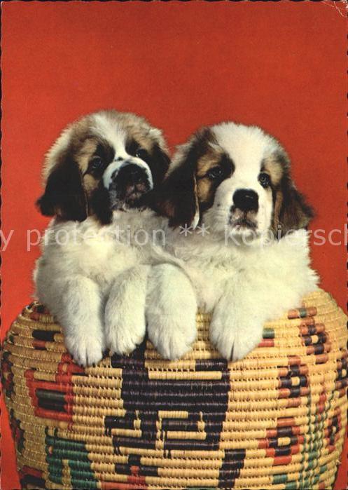 Hunde Welpen