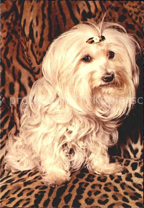 Hunde Terrier