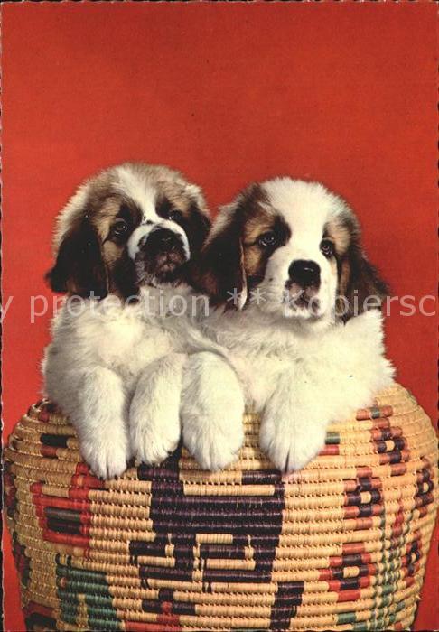Hunde Bernhardiner-Welpen