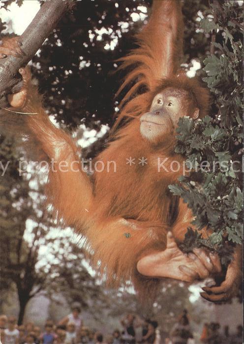 Affen Sumatra-Orang-Utan Zoo Dresden