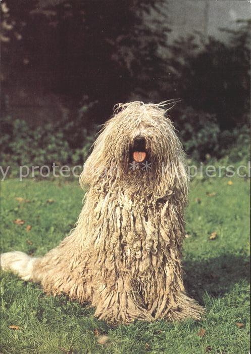 Hunde Komondor