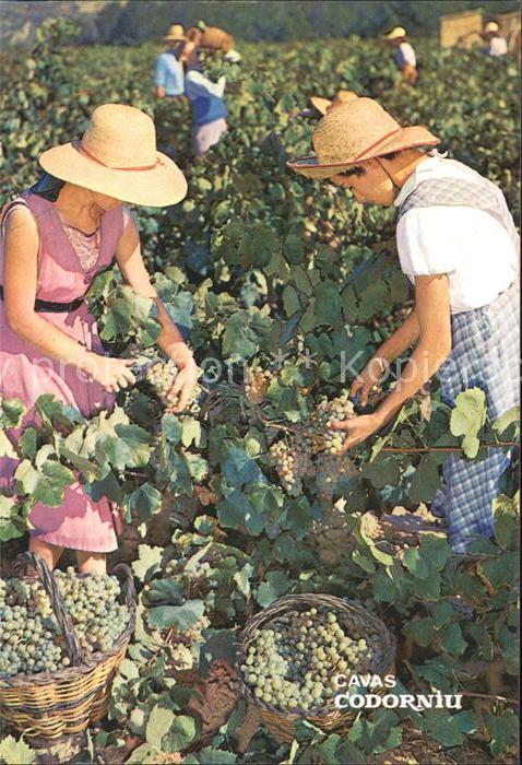 Ernte Landwirtschaft Weinlese Cavas Codorniu Vendimia
