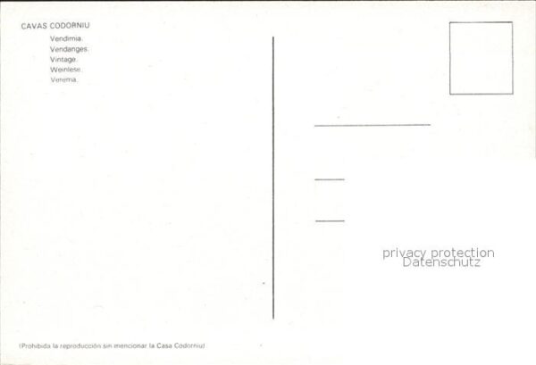 Ernte Landwirtschaft Weinlese Cavas Codorniu Vendimia – Bild 2