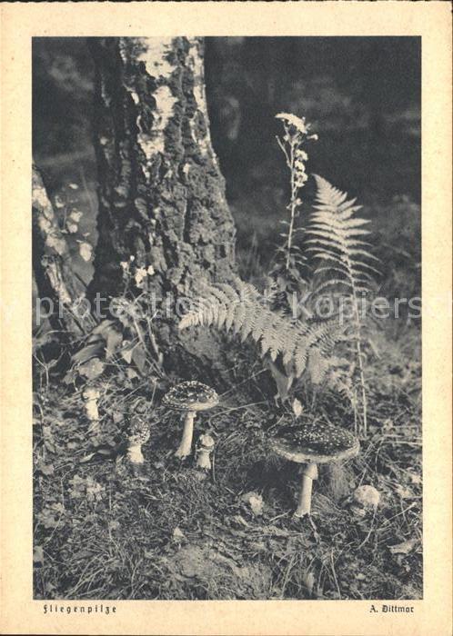 Pilze Fliegenpilze  Foto-A.-Dittmar