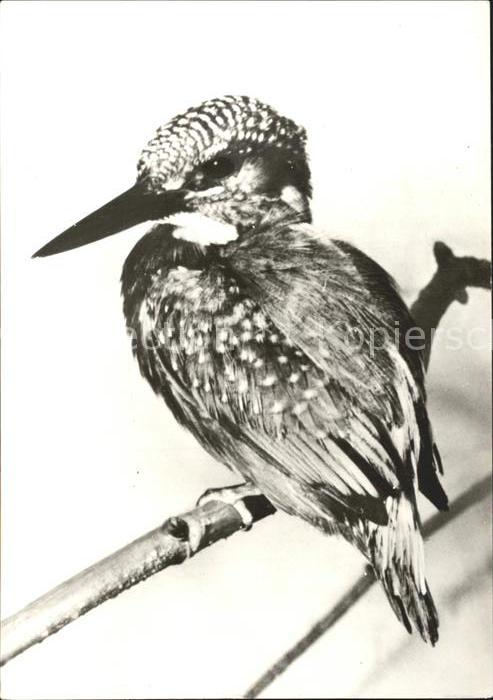Voegel Eisvogel