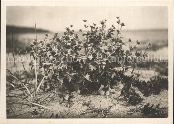 Blumen Stranddistel Eryngium maritinum