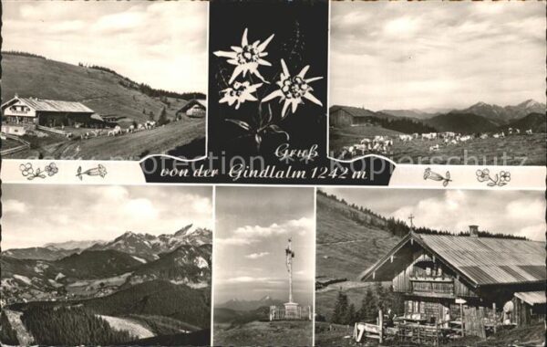 Schliersee Gindlalm Edelweiss Kühe Berghaus