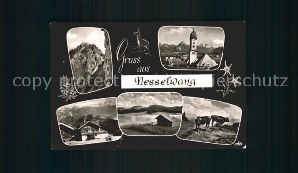 Nesselwang Kirche Kühe Sportheim