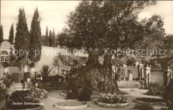 Palaestina Garten Gethsemane