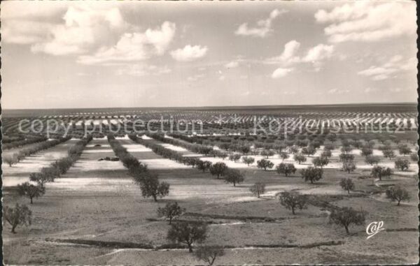 Sfax Tunesie La Foret d`oliviers