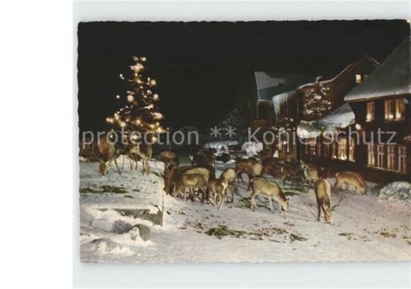 Bad Harzburg Harhotel Molkenhaus Reh Weihnachtsbaum