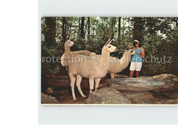 Tiere Lamas Pocono Wild Animal Farm  Stroudsb