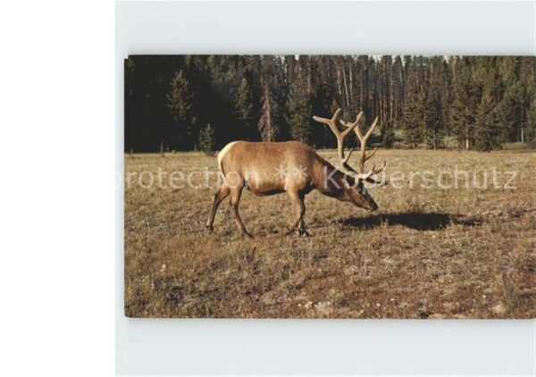 Elch Bull Elk Wapiti Yellowstone National Pa