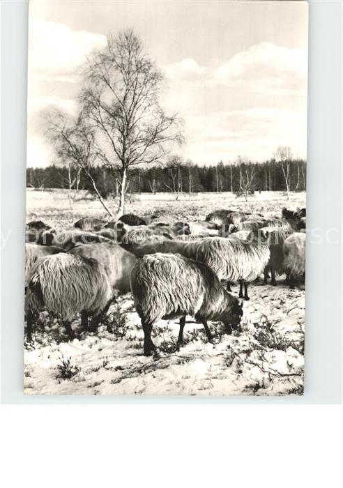 Schafe Lüneburger Heide Winter