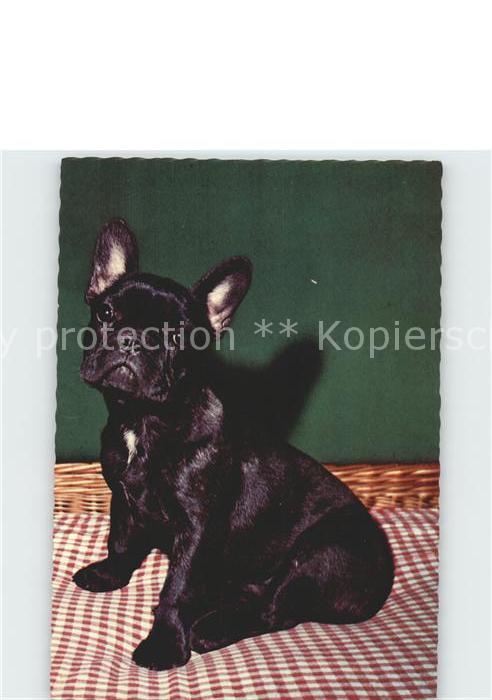 Hunde