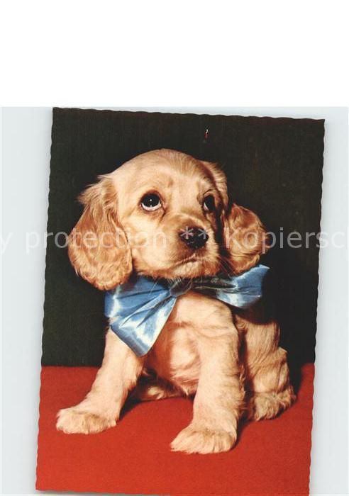 Hunde Welpe