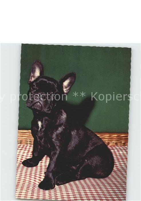 Hunde