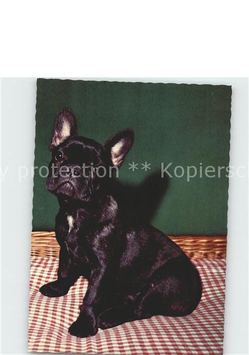 Hunde