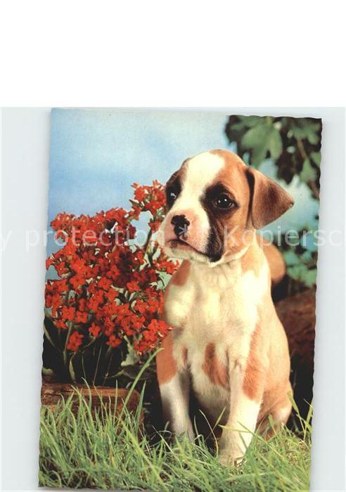 Hunde