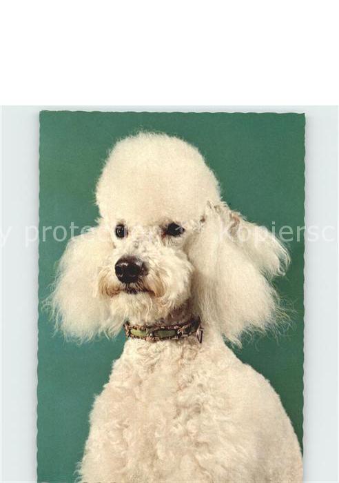 Hunde Pudel