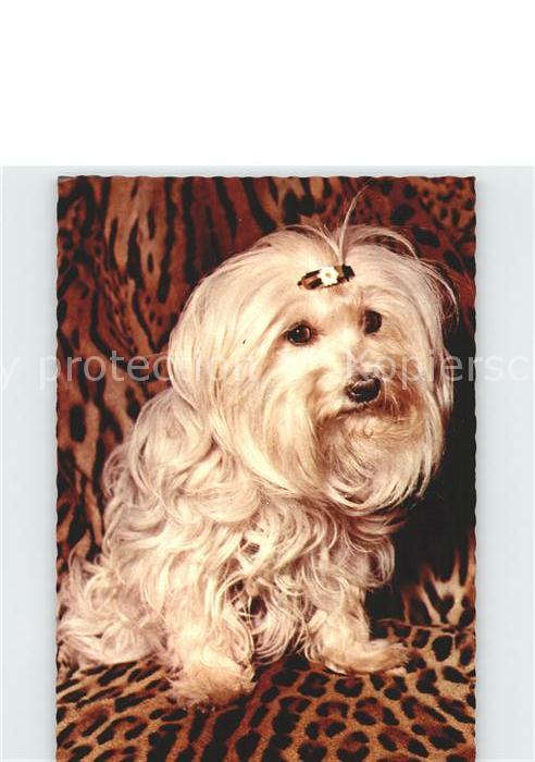 Hunde