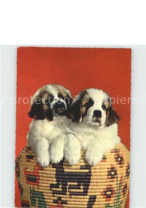 Hunde Bernhardiner Welpen