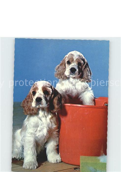 Hunde