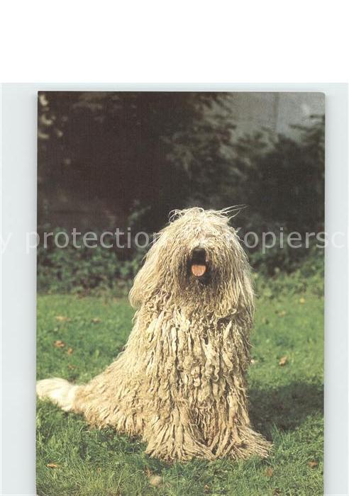 Hunde Komondor