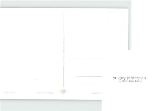 Pferde – Bild 2