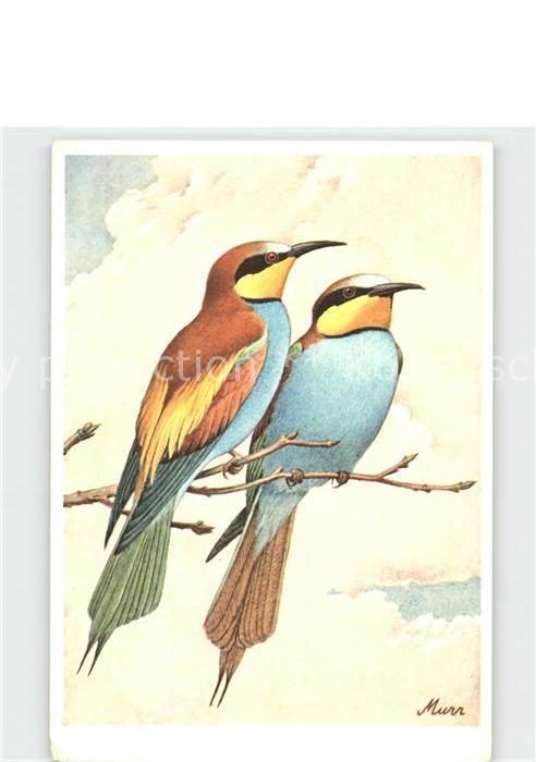 Voegel Bienenfresser Merops apiaster Künstler