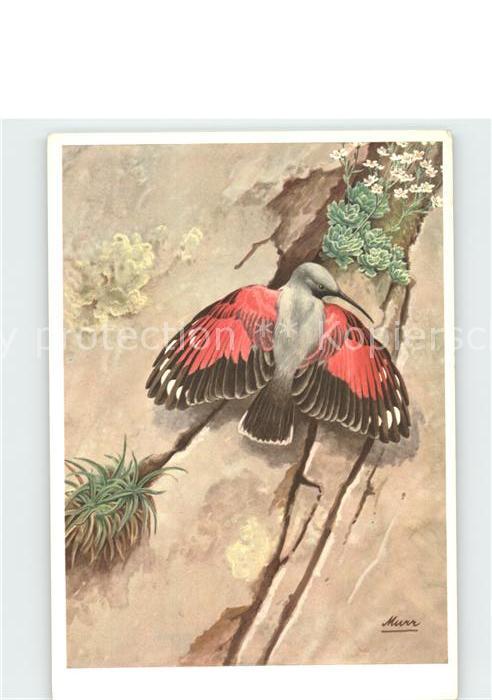 Voegel Mauerläufer Tichodroma muraria Künstler